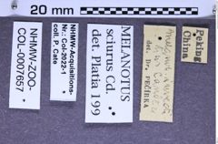 Etikette zu Melanotus sciurus (Candèze, 1881) (NHMW-ZOO-COL-0007657)